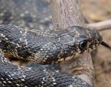 culebra negra