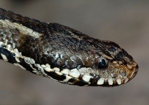 vibora cabeza negra