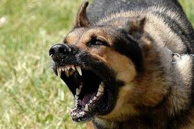 Ataques de perros