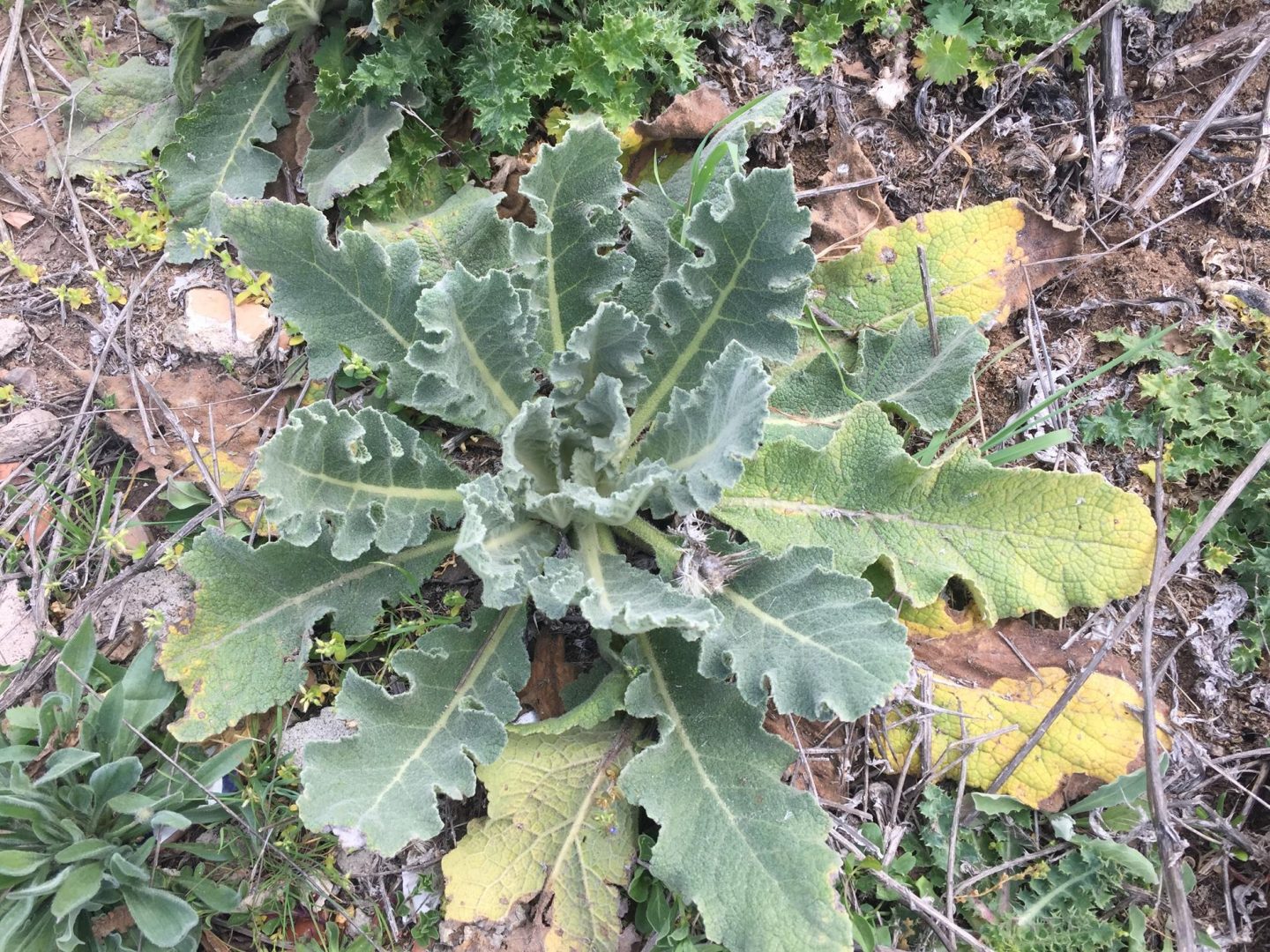 Usos de la planta Gordolobo o Candelaria