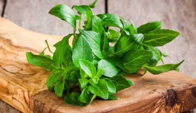 Las hojas de albahaca, además de ahuyentar a los mosquitos, puede paliar el picor de sus picaduras. ShutterStock