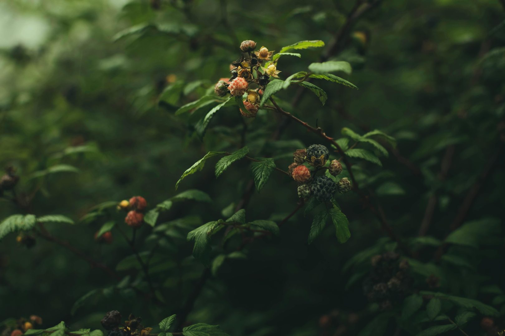 arboles comestibles