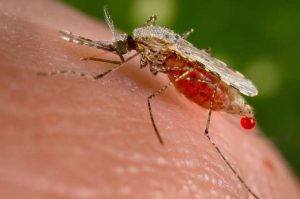 picadura mosquito que transmite la malaria en la selva amazonica